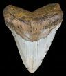 Megalodon Tooth - North Carolina #59190-1